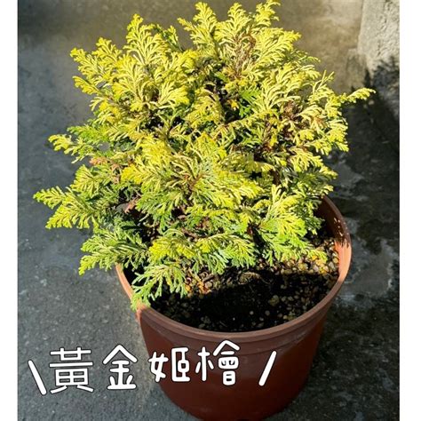 植栽網|田尾玫瑰園